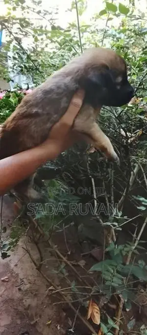 German Shepherd Cross Puppy