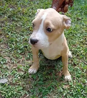 American bully puppies