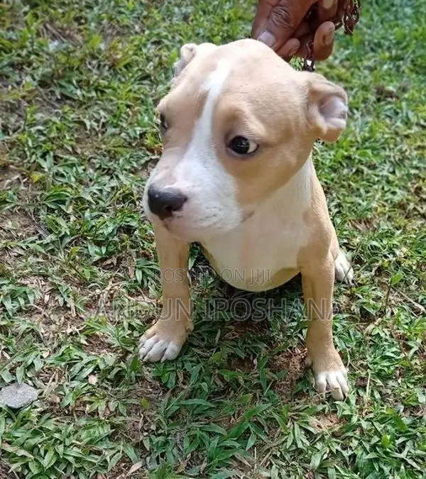 American bully puppies