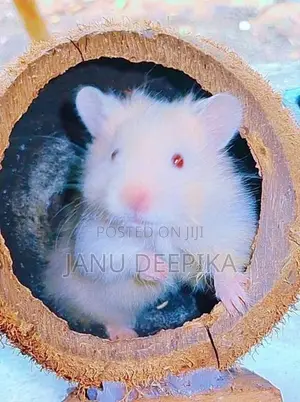 Hamsters/ හැම්ස්ටර්
