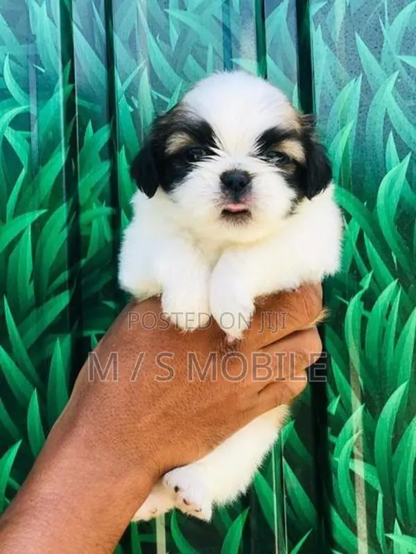 Shih Tzu Puppies