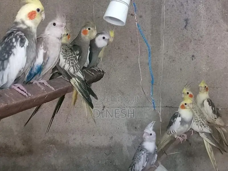 Cockatiel Birds
