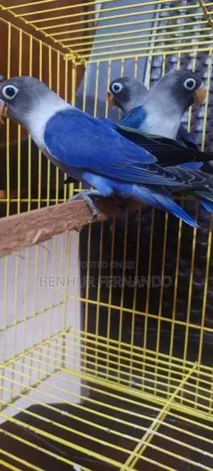 African Love Birds