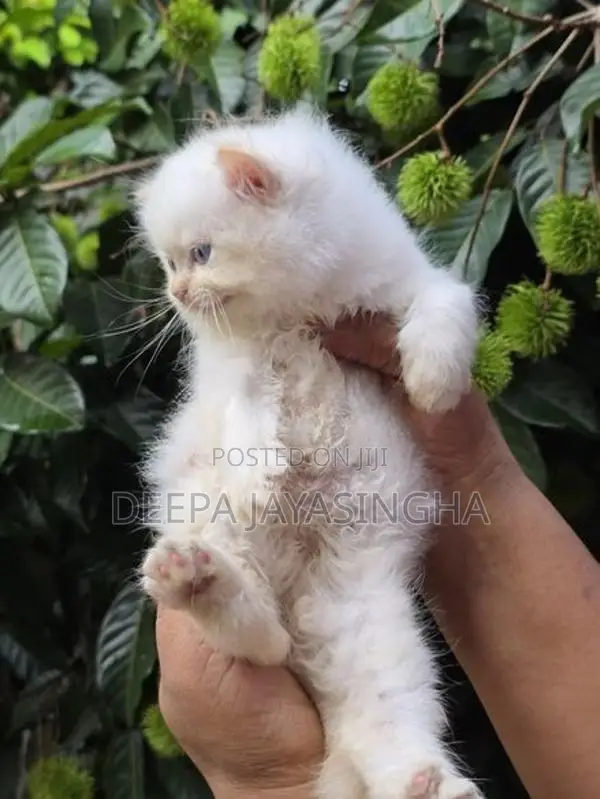Persian Kitten