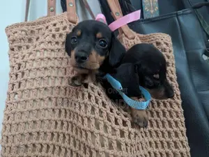 Dachshund puppies