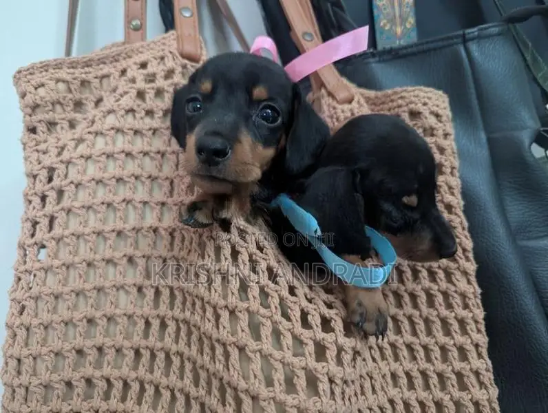 Dachshund puppies