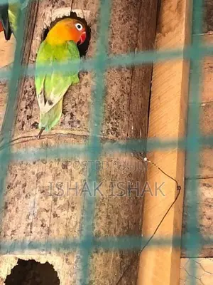 African Love Birds