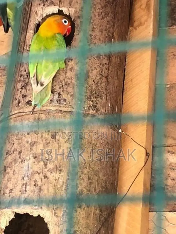 African Love Birds