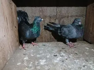 ඉන්දියන් ටයිමින් පරයි