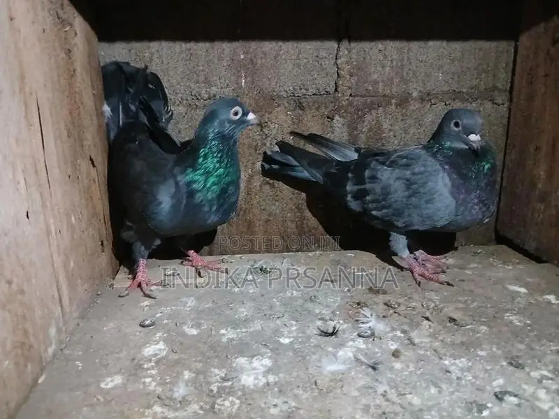 ඉන්දියන් ටයිමින් පරයි