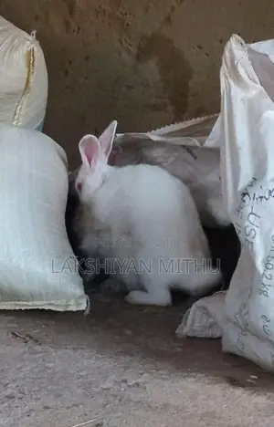 Rabbit
