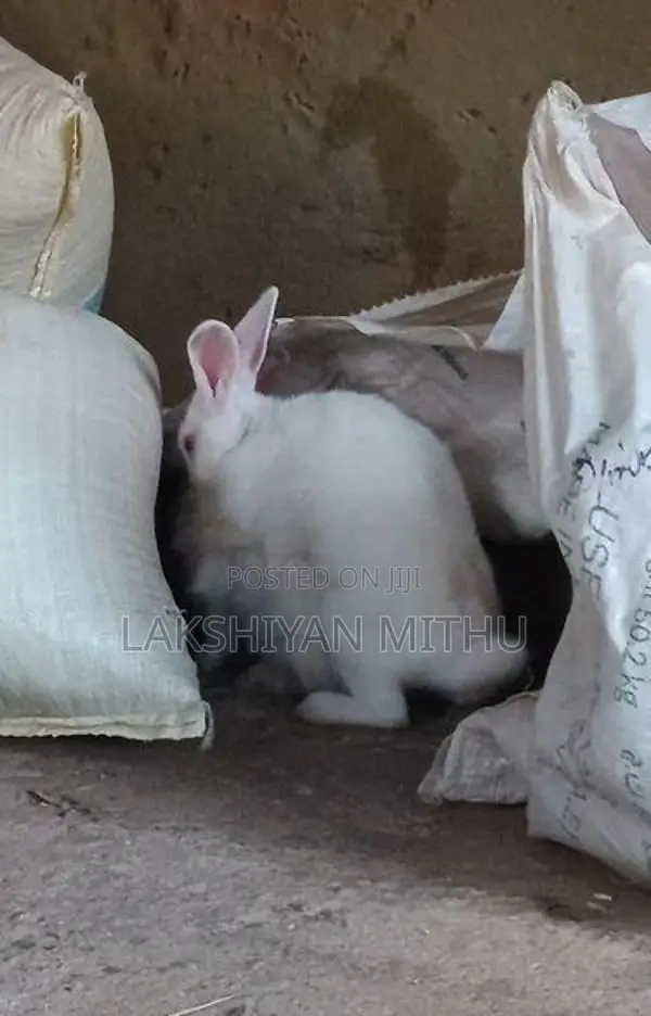 Rabbit