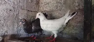 Pigeons