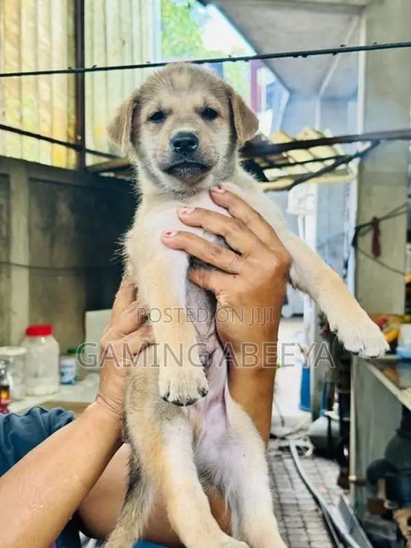 Labrador and German Shepherd Mix Puppies
