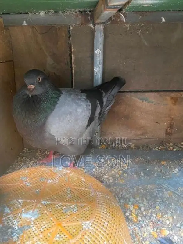 Pigeon