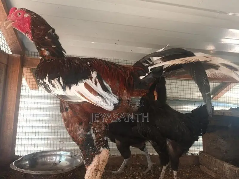 Rooster