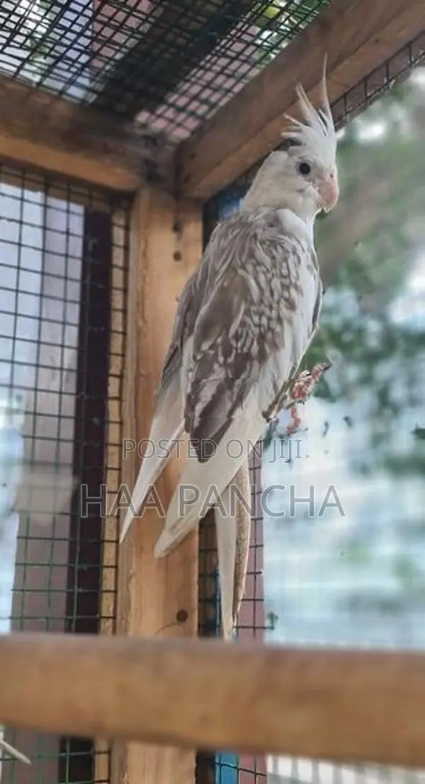 Cockatiel Bird