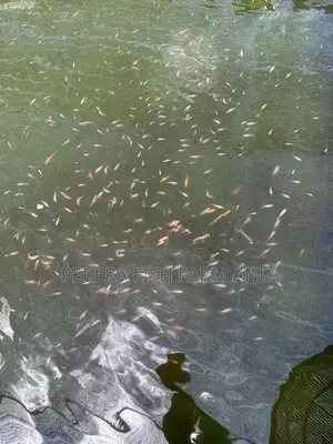 Mozambique Fish