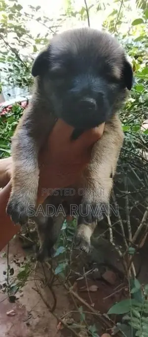 German Shepherd Cross Puppy