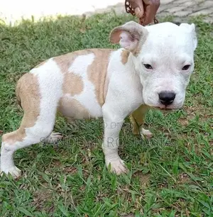 American bully puppies