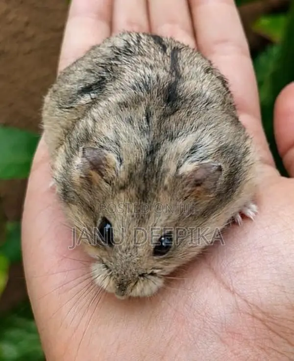 Hamsters/ හැම්ස්ටර්