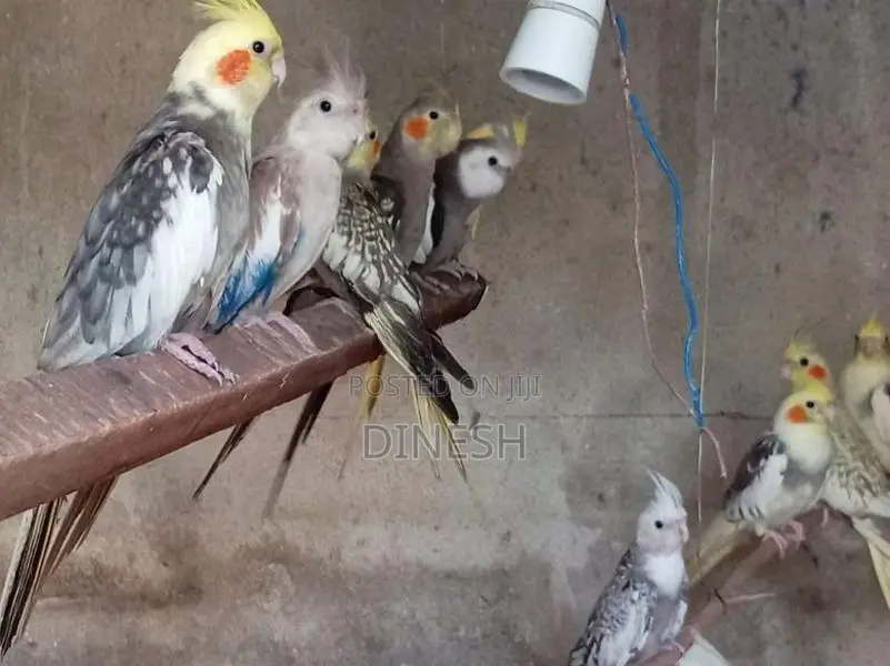Cockatiel Birds
