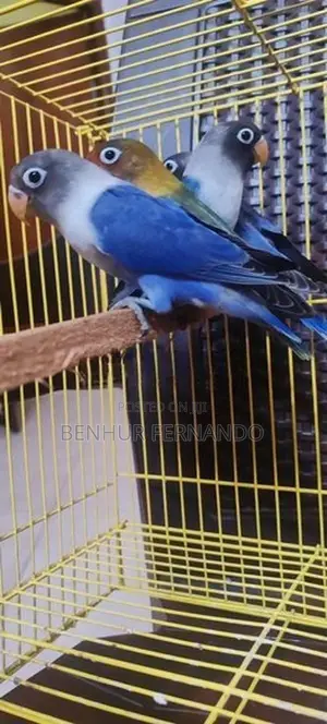 African Love Birds