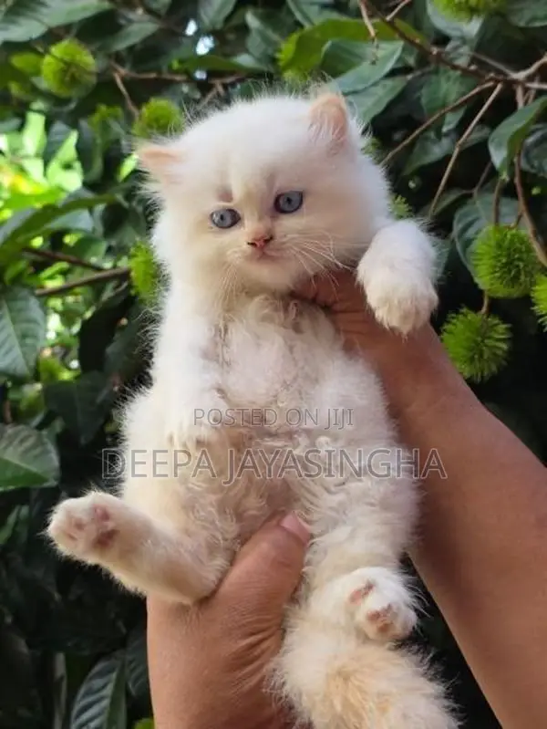 Persian Kitten