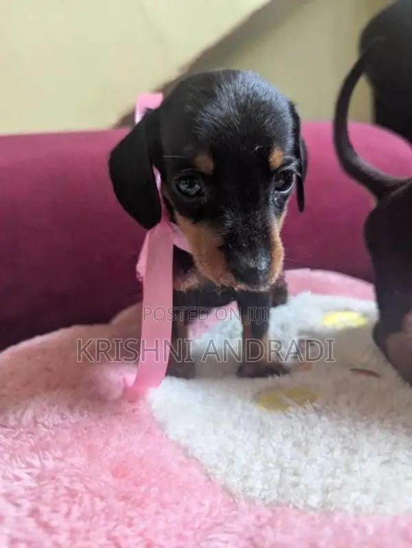 Dachshund puppies