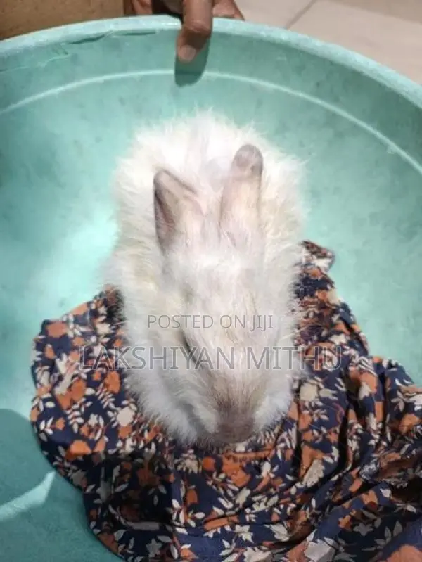 Rabbit