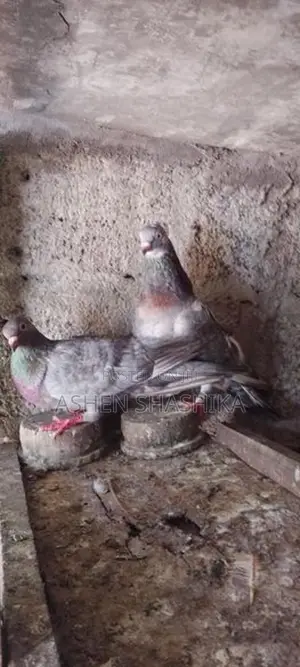 Pigeons