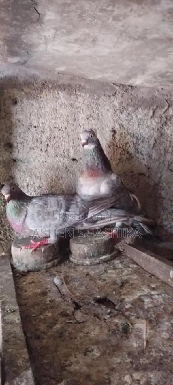 Pigeons