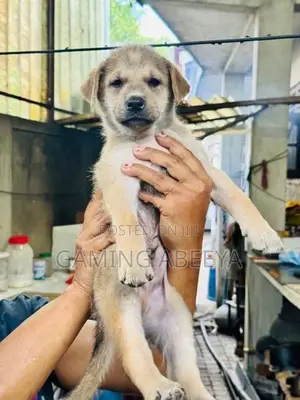 Labrador and German Shepherd Mix Puppies