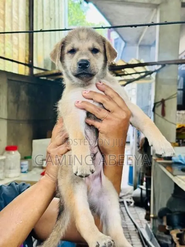 Labrador and German Shepherd Mix Puppies