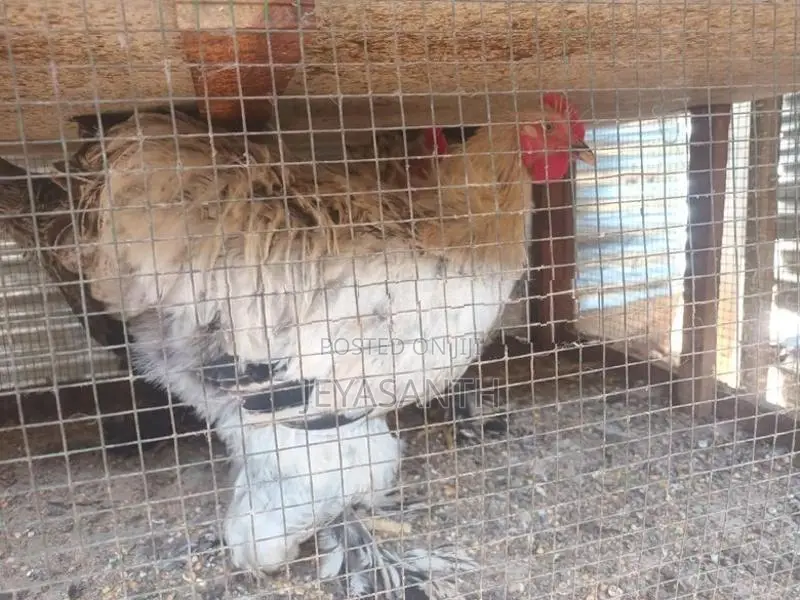 Rooster