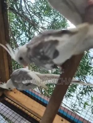 Cockatiel Bird
