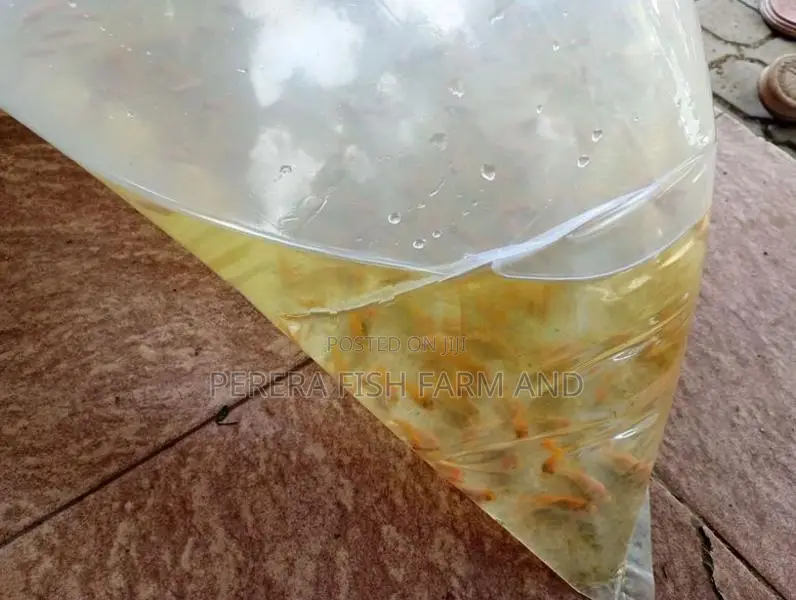 Mozambique Fish