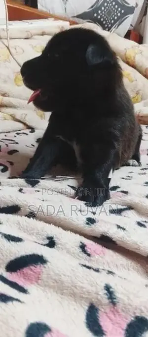German Shepherd Cross Puppy