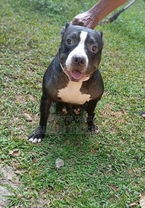 American bully puppies