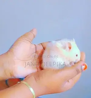 Hamsters/ හැම්ස්ටර්