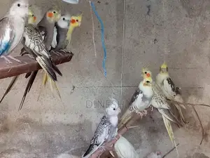 Cockatiel Birds