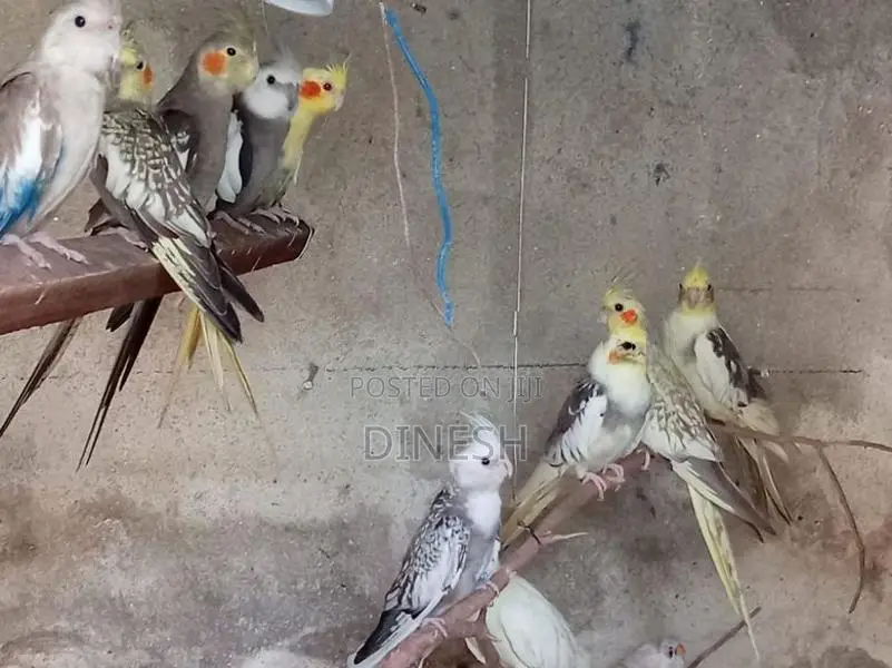 Cockatiel Birds