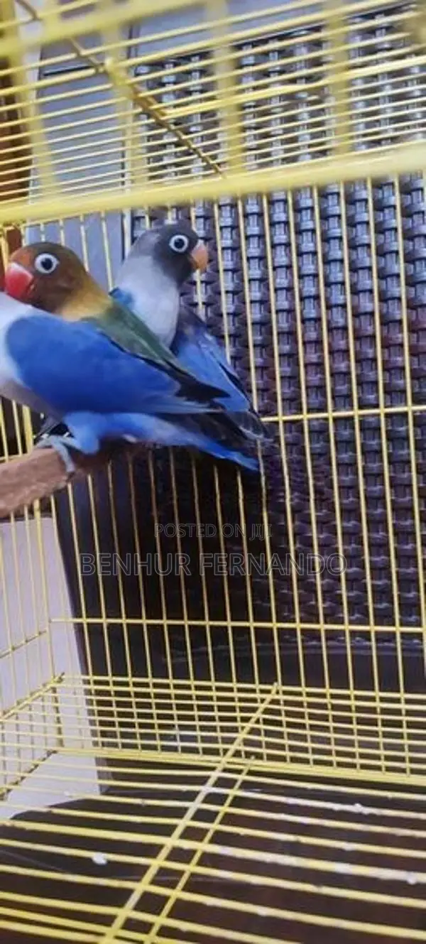 African Love Birds
