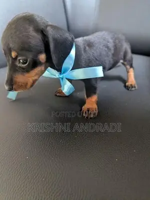 Dachshund puppies