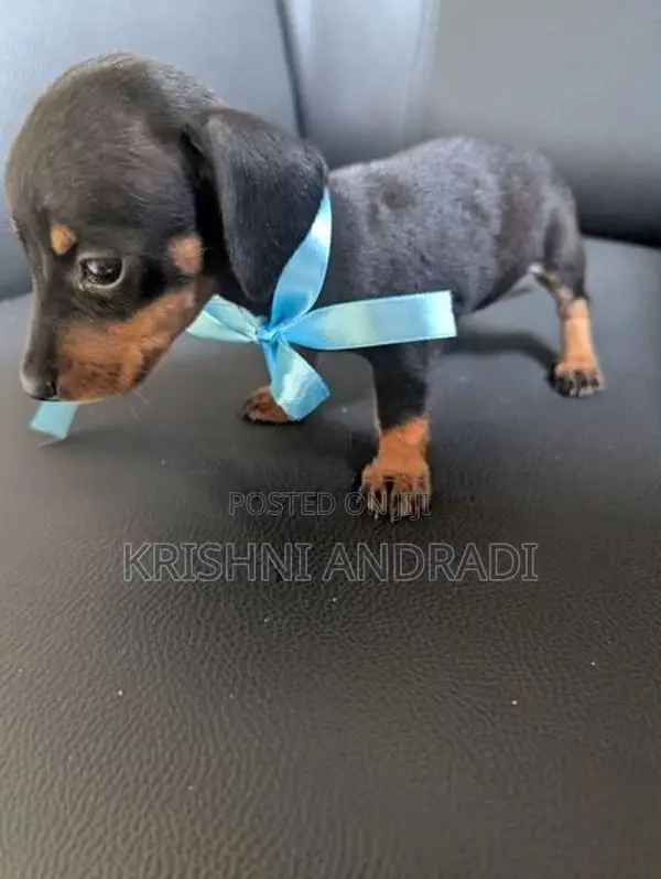 Dachshund puppies