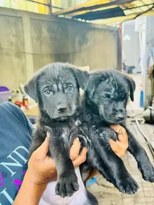 Labrador and German Shepherd Mix Puppies