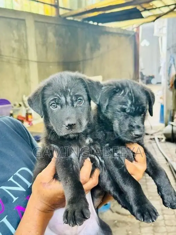 Labrador and German Shepherd Mix Puppies