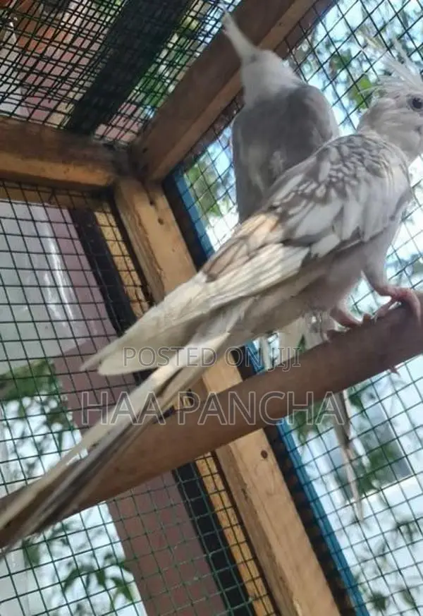 Cockatiel Bird