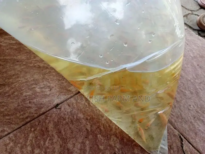 Mozambique Fish