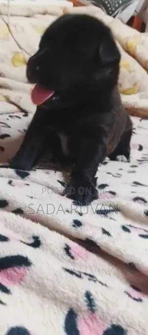 German Shepherd Cross Puppy